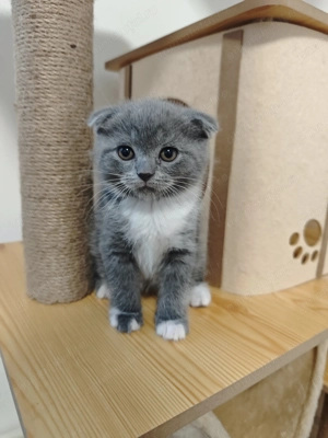Scottish fold 