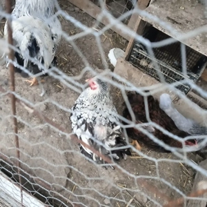 vând familei de wiandotte  - imagine 2