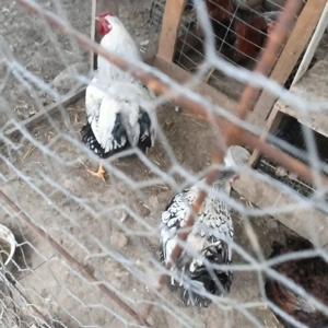 vând familei de wiandotte 