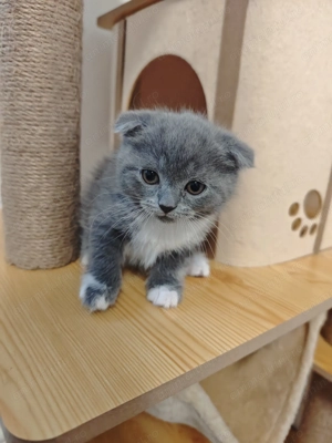 Scottish fold  - imagine 2