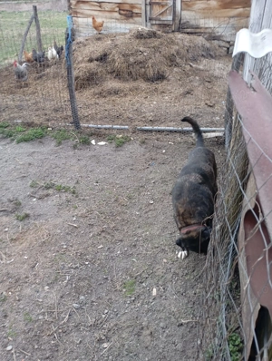 De vânzare Cane corso  - imagine 2