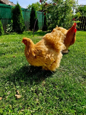 Oua Brahma si Portelan pentru incubat  - imagine 2