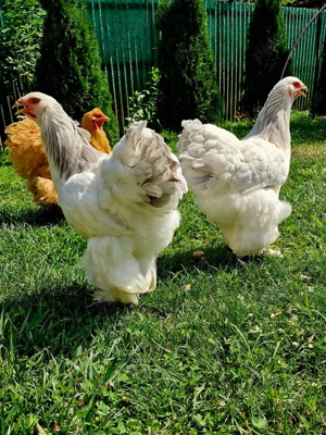 Oua Brahma si Portelan pentru incubat  - imagine 5