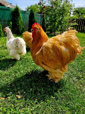 Oua Brahma si Portelan pentru incubat  - imagine 3