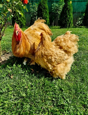 Oua Brahma si Portelan pentru incubat  - imagine 4