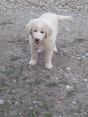 De vânzare căței ciobănesc de Bucovina cu Mioritic - imagine 5