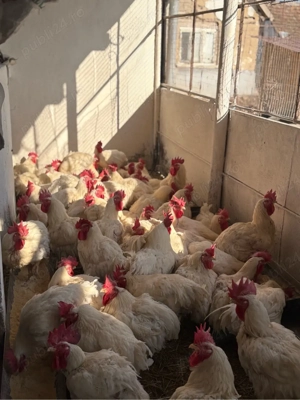 Vand cocoși - imagine 2