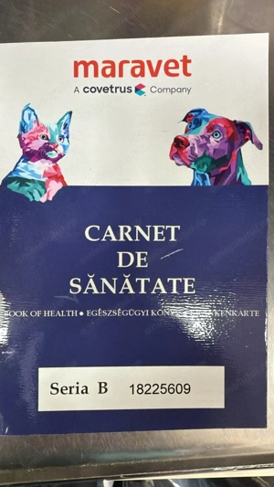  Pui Bichon Maltez   Mascul, 2 luni, microcipat și vaccinat - imagine 3