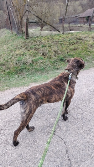 Disponibil metis de Cane Corso  - imagine 3