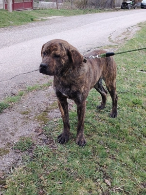 Disponibil metis de Cane Corso  - imagine 2