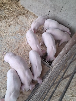 Purcei landrace de vinzare . - imagine 2