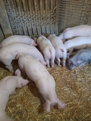 Vind purcei rasa Marele Alb cu Landras  - imagine 2