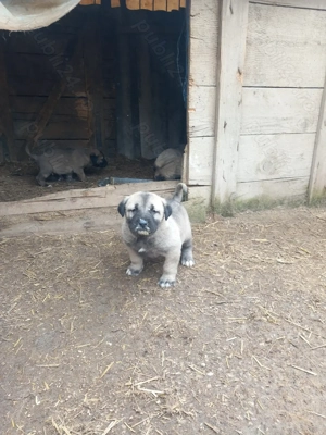 Catei kangal original cautam o casa noua  - imagine 2