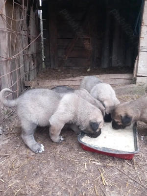 Catei kangal original cautam o casa noua  - imagine 3