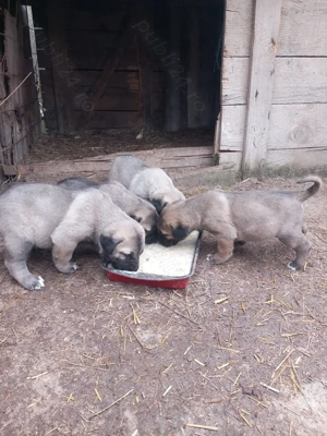 Catei kangal original cautam o casa noua  - imagine 4