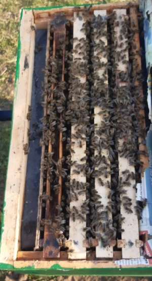 Familii de albine  - imagine 3