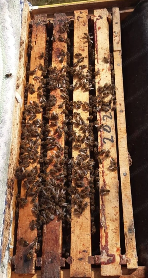 Familii de albine  - imagine 2