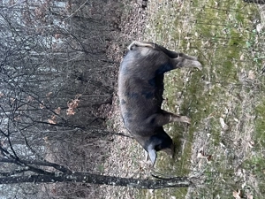 Vând scroafă petrean gestantă în 5 săptămânal 