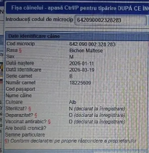  Pui Bichon Maltez   Mascul, 2 luni, microcipat și vaccinat - imagine 4
