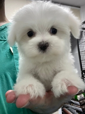  Pui Bichon Maltez   Mascul, 2 luni, microcipat și vaccinat - imagine 2