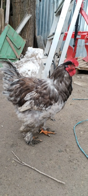 Cocos brahma  - imagine 4