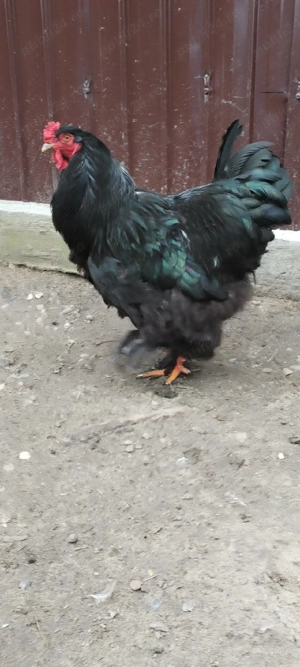 Cocos brahma  - imagine 2