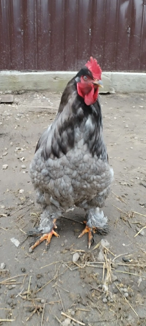 Cocos brahma  - imagine 3