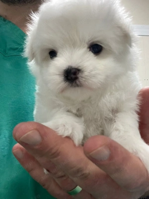 Pui Bichon Maltez   Femelă, 2 luni, microcipată și vaccinată - imagine 2