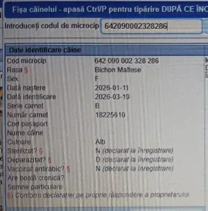 Pui Bichon Maltez   Femelă, 2 luni, microcipată și vaccinată - imagine 4