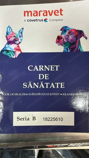Pui Bichon Maltez   Femelă, 2 luni, microcipată și vaccinată - imagine 3