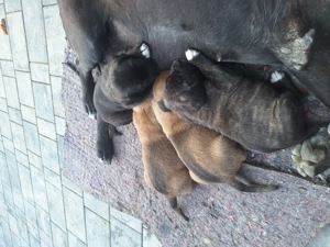 Căței  pentru paza  - imagine 3