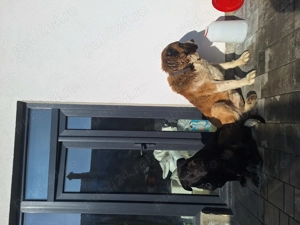 Căței  pentru paza  - imagine 4