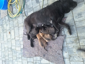 Căței  pentru paza  - imagine 2