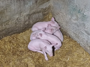 Vând scroafă cu 5 purcei - imagine 3