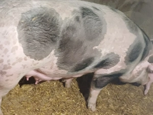 Vând scroafă cu 5 purcei - imagine 4