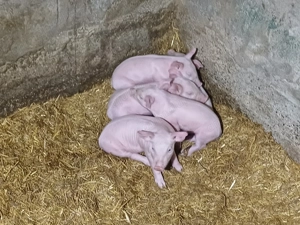 Vând scroafă cu 5 purcei - imagine 2