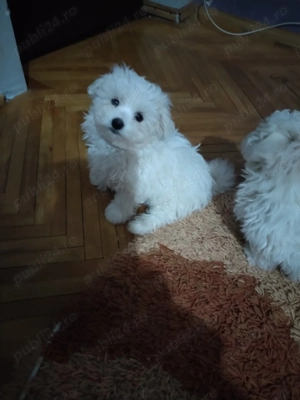 Cautam căsuța noua !!!