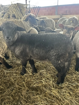 Miei de vânzare calitate superioară  - imagine 4