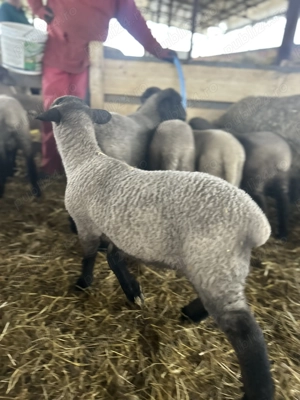 Miei de vânzare calitate superioară  - imagine 5