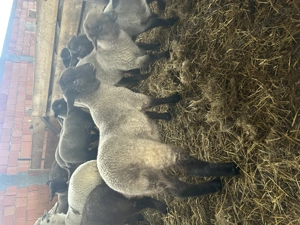 Miei de vânzare calitate superioară  - imagine 2