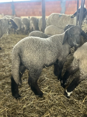 Miei de vânzare calitate superioară 