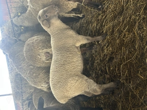 Miei de vânzare calitate superioară  - imagine 3