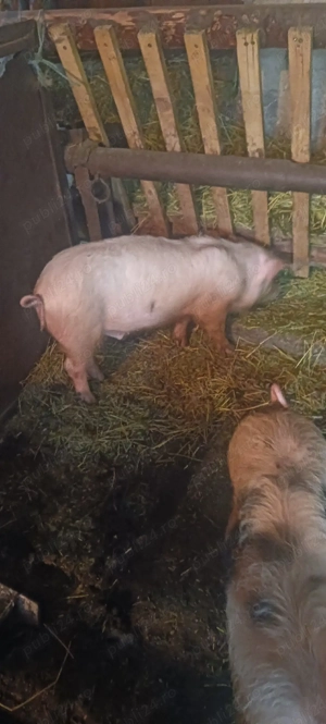 vand doi soldanei - imagine 2