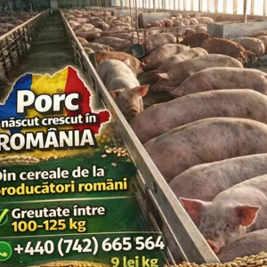 Vand purcei porci 9 lei kg la cântar  - imagine 5