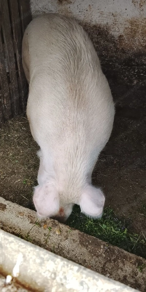 Porc de vânzare 120-150kg - imagine 3