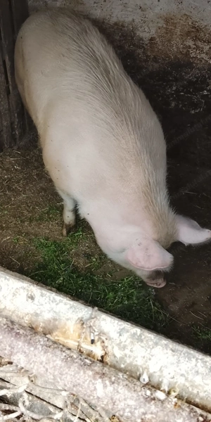Porc de vânzare 120-150kg - imagine 2