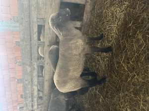 Miei de vânzare calitate superioară  - imagine 4