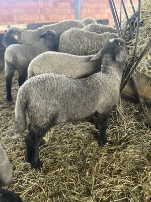 Miei de vânzare calitate superioară  - imagine 5