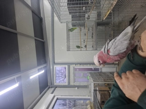 Kakadu roza blând - imagine 2