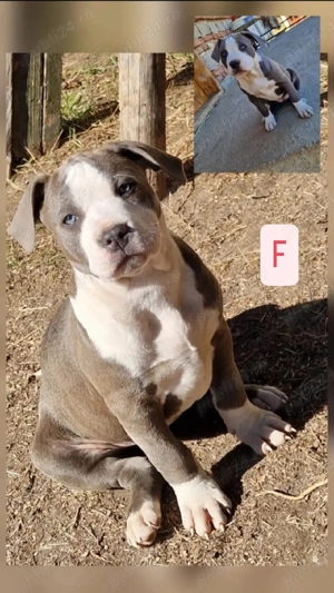 Cățeluși Amstaff  - imagine 3